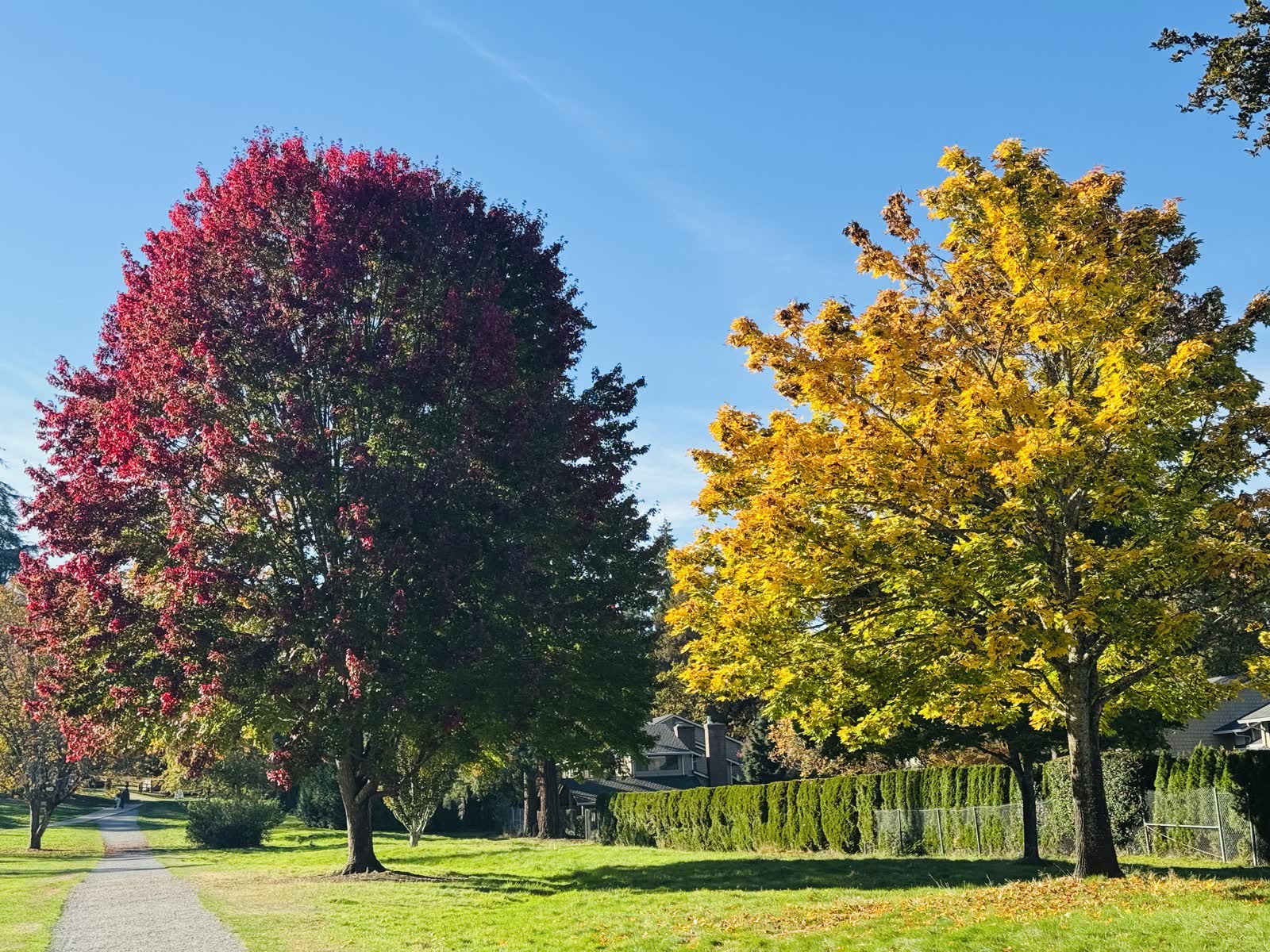 Two maple trees with red and golden autumn leaves under a blue sky.